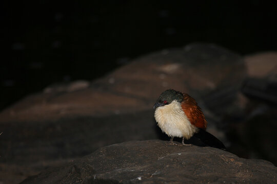 Tiputip / Burchell's coucal / Centropus superciliosus..
