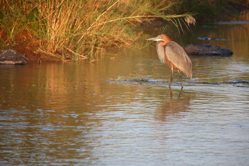 Goliathreiher / Goliath heron / Ardea goliath.