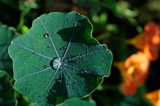 nasturtium leaf with water drops