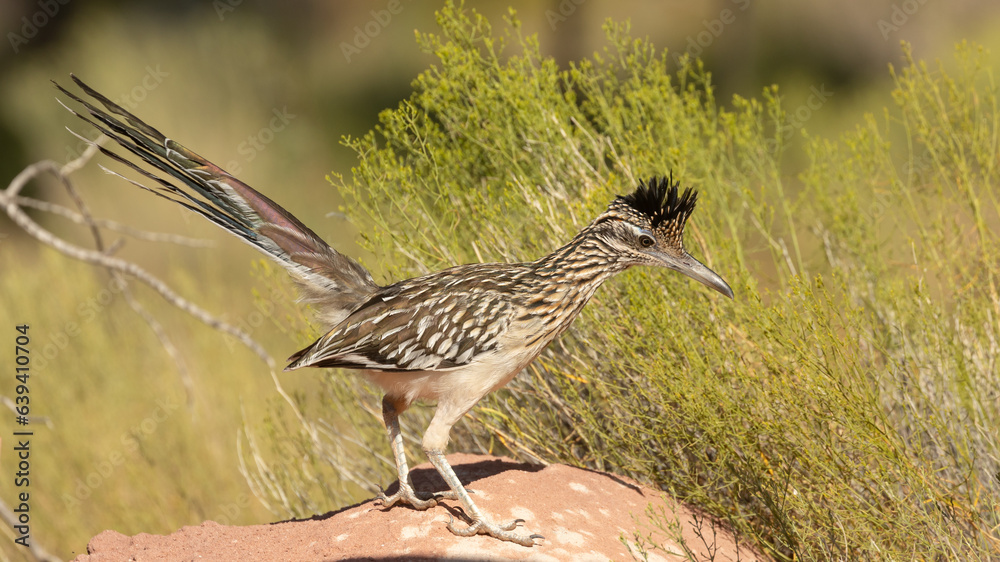 Wall mural a greater roadrunner stands on top of a sandstone rock with snakeweed behind it while it looks for l