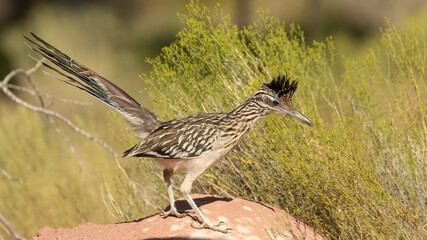 A Greater Roadrunner stands on top of a sandstone rock with snakeweed behind it while it looks for lizards or other prey to catch.