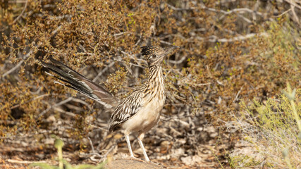 A Greater Roadrunner stands in front of a creosote bush with it's mottled feathers helping to camouflage it in the American Southwest desert setting. 