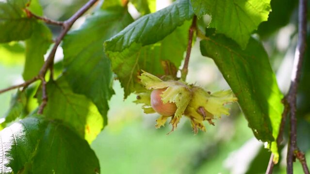 ripe Hazelnuts fruit on Hazel tree,in late August in a countryside field,amid the Italian Apennine Mountains of the south-east Lazio region