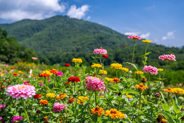 Fototapeta na wymiar flower field in mountains