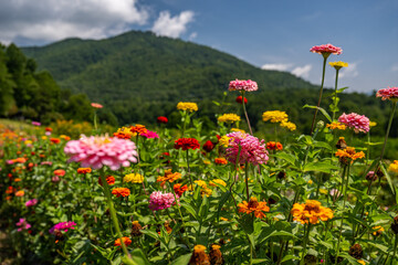 flower field in mountains
