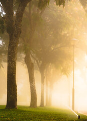 Trees with foggy background during sunrise