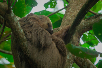 Close up or portrait of sleeping sloth hanging in the trees, visible eyes and nose as he is looking sleeping on a branch. Green leaves and branches around.