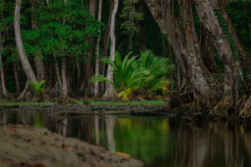 Fototapeta premium Jungle setting, view of trees rising up from the murky water in dense thick costarican forest.
