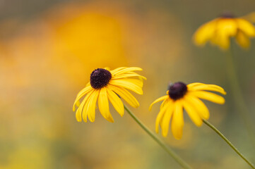 Sonnenhut-Blüten vor weichem unscharfem Hintergrund