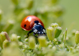 Marienkäfer Makro auf Blütenknospe