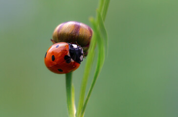 Marienkäfer Makro auf Blütenknospe