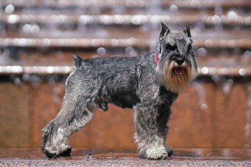 Salt and pepper Miniature Schnauzer dog with cropped ears and a docked tail posing outdoors...
