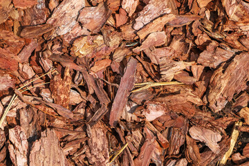 Pine bark mulch used for preventing weed growth and enriching soil. Zero waste, organic gardening. Natural background. - obrazy, fototapety, plakaty
