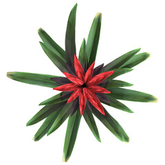 Tropical Shrubs isolated on transparent