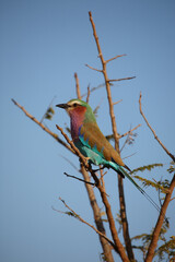 Gabelracke / Lilac-breasted roller / Coracias caudata