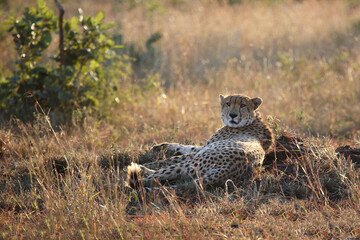 Gepard / Cheetah / Acinonyx jubatus © Ludwig