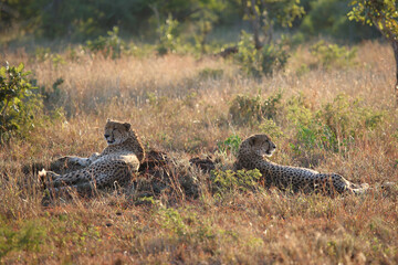 Gepard / Cheetah / Acinonyx jubatus © Ludwig
