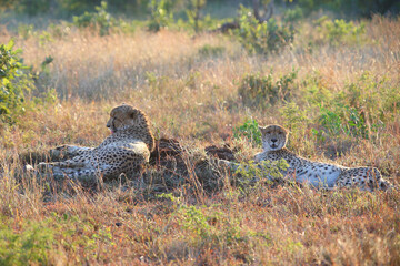 Gepard / Cheetah / Acinonyx jubatus © Ludwig