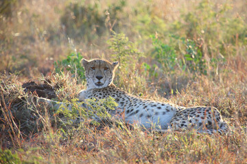 Gepard / Cheetah / Acinonyx jubatus © Ludwig