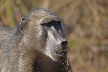 Bärenpavian / Chacma baboon / Papio ursinus..