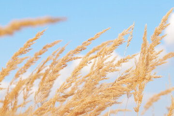 Fototapeta premium Feather Reed Grass sways slowly in the wind against a blue sky. Natural background, close-up. Wind sways wild grass, landscape. Selective focus