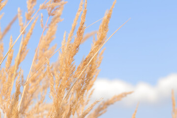 Fototapeta premium Feather Reed Grass sways slowly in the wind against a blue sky. Natural background, close-up. Wind sways wild grass, landscape. Selective focus