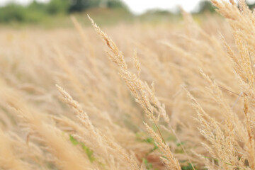 Feather Reed Grass sways slowly in the wind. Natural background, close-up. Wind sways wild grass, landscape. Selective focus