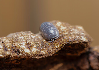 macro of an Isopod