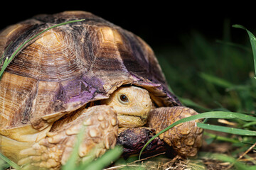 Tortoise in the Grass 
