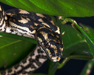 Jungle Carpet Python in a Tree