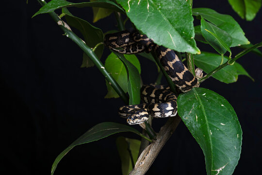 Jungle Carpet Python in a Tree