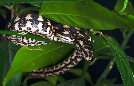 Jungle Carpet Python in a Tree