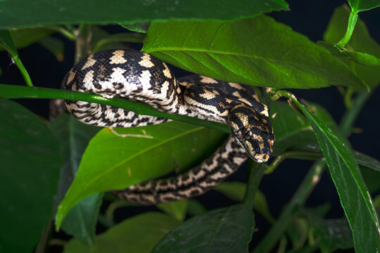 Jungle Carpet Python in a Tree