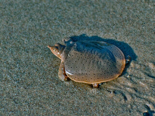 Smooth Softshell turtle on sand