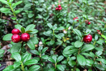 Lingonberry growing in the forest closeup. Ripe red lingonberry berry in the wild after rain, soft focus. Beautiful Nature Web banner or Wallpaper With Copy Space for design