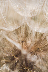 Macro. Tragopogon, also known as goatsbeard or salsify, is a genus of flowering plants in the family Asteraceae.