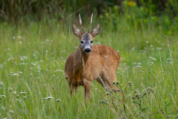 Roebuck on the meadaw 