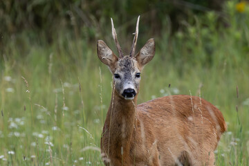 Roebuck portrait, Poland