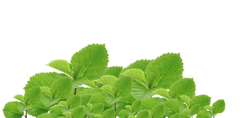 Green plant of Elm isolated on transparent background.