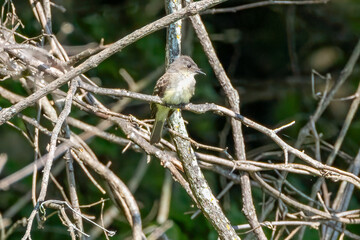 bird on a fence