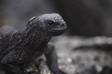 Marine Iguana - Galapagos Islands 
