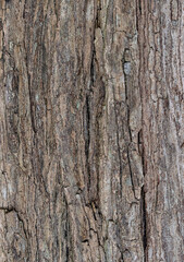 Corteza de árbol con textura. Fondo de pantalla.