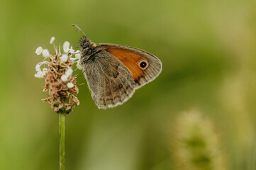 butterfly on the grass