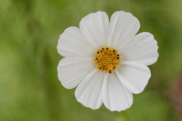 Obraz premium white daisy flower