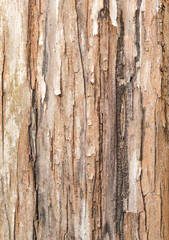 Corteza de árbol con textura. Foto cálida. Fondo de pantalla.