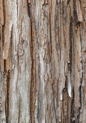 Corteza de árbol con textura. Foto cálida. Fondo de pantalla.