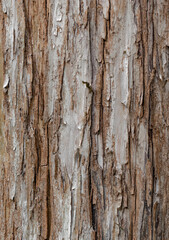 Corteza de árbol con textura. Foto cálida. Fondo de pantalla.