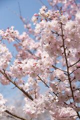 Obraz premium almost full bloom cherry blossom in spring in Japan