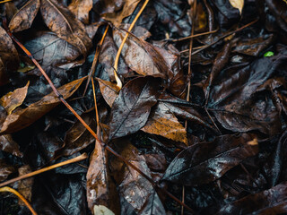 close up of fallen leaves on ground