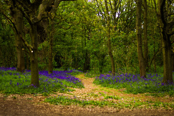 A Path through Bluebell Woods